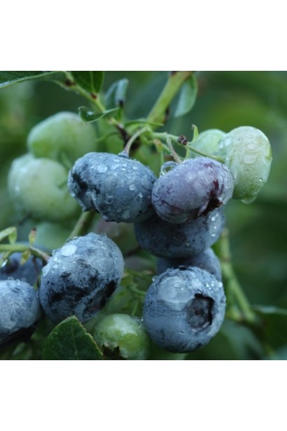 Vaccinium corymbosum Darrow 